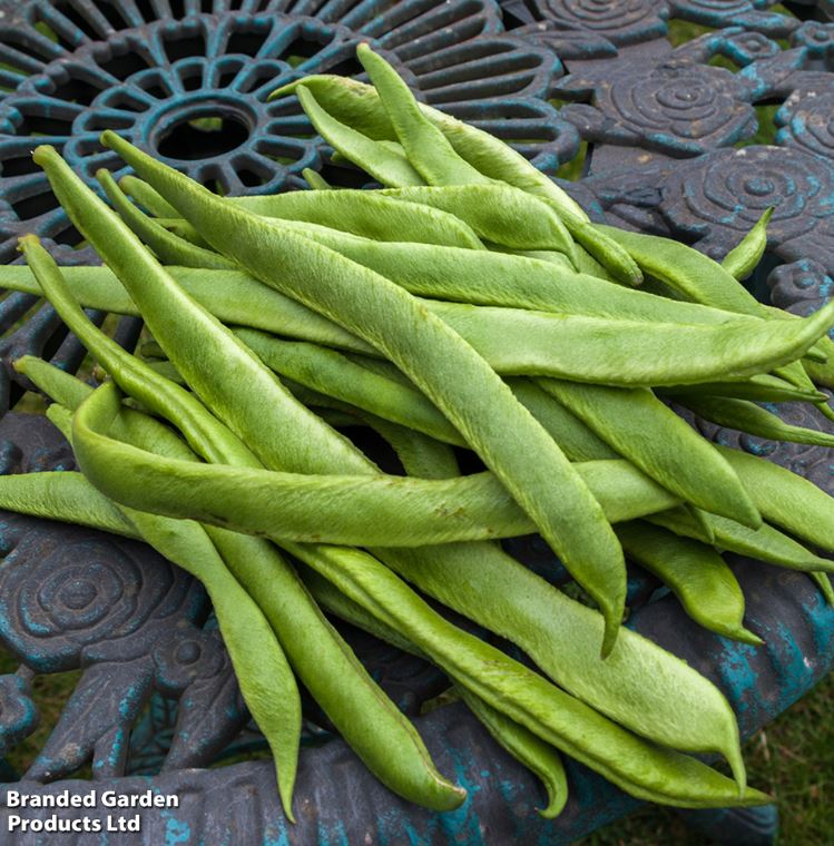 Runner Bean &