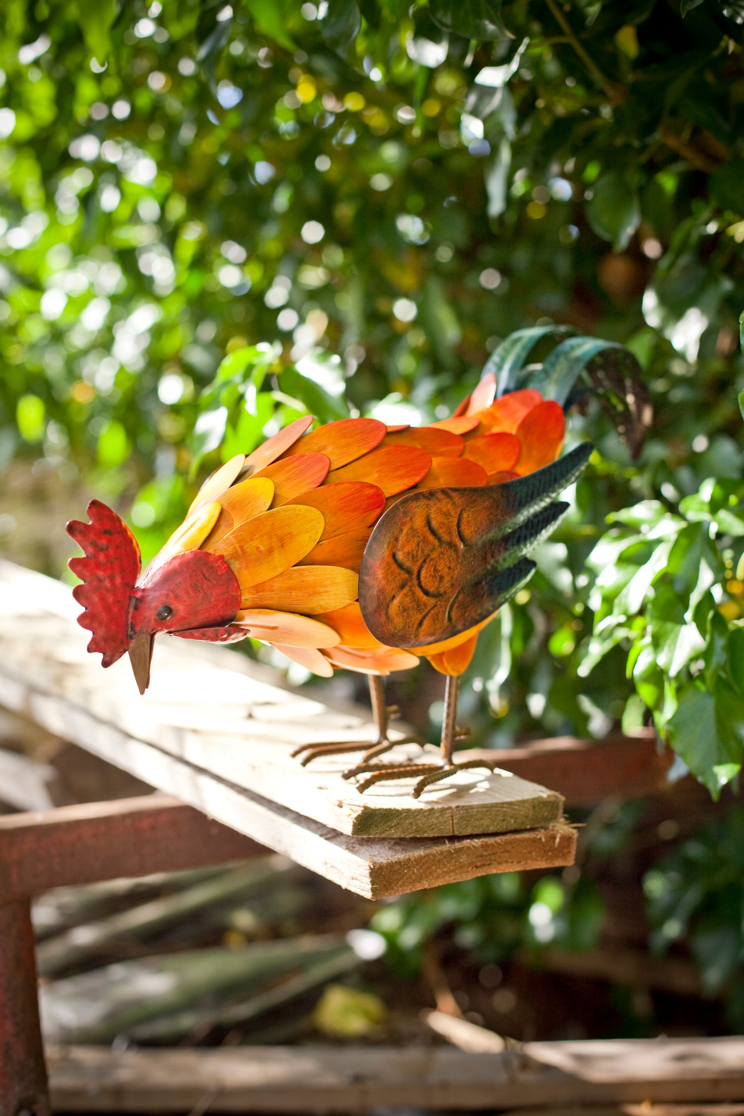 Feeding Rooster