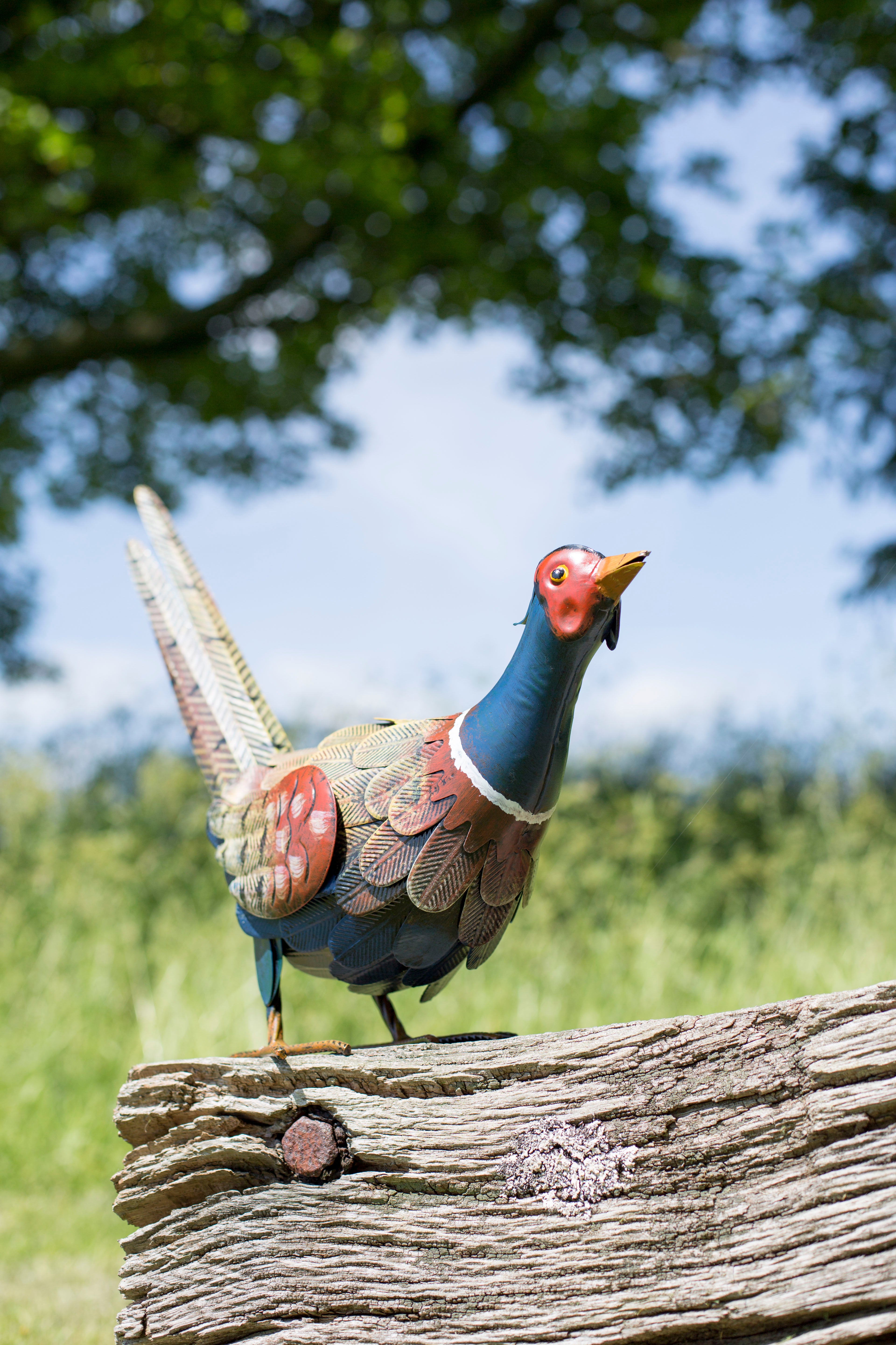 Feeding Pheasant