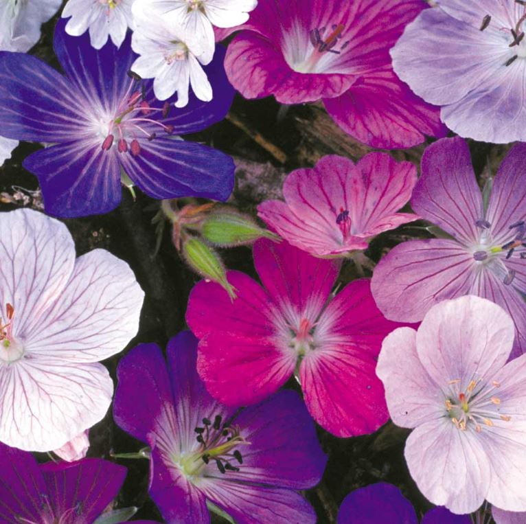 Geranium &