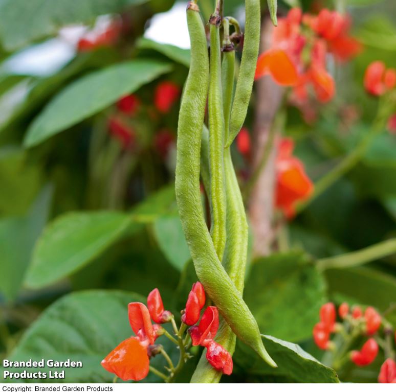 Runner Bean &