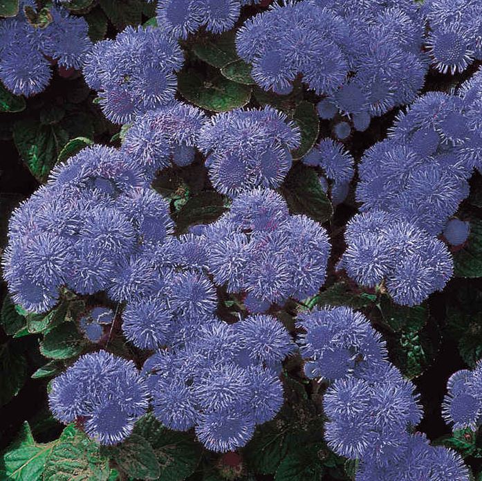 Ageratum &