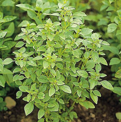 Basil Bush - Herb Seeds