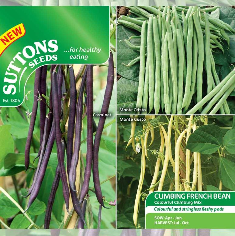 Climbing French Bean &