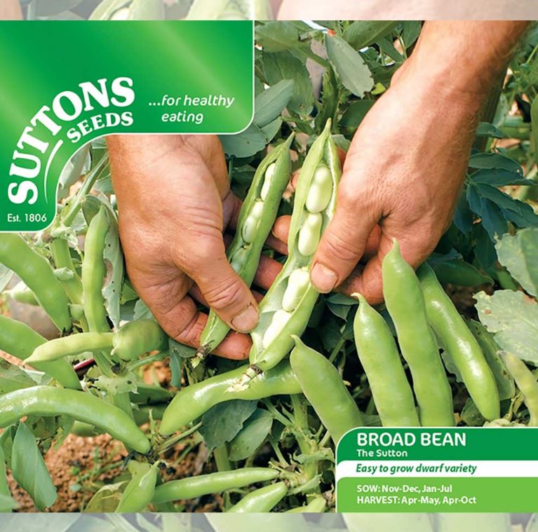 Broad Bean &