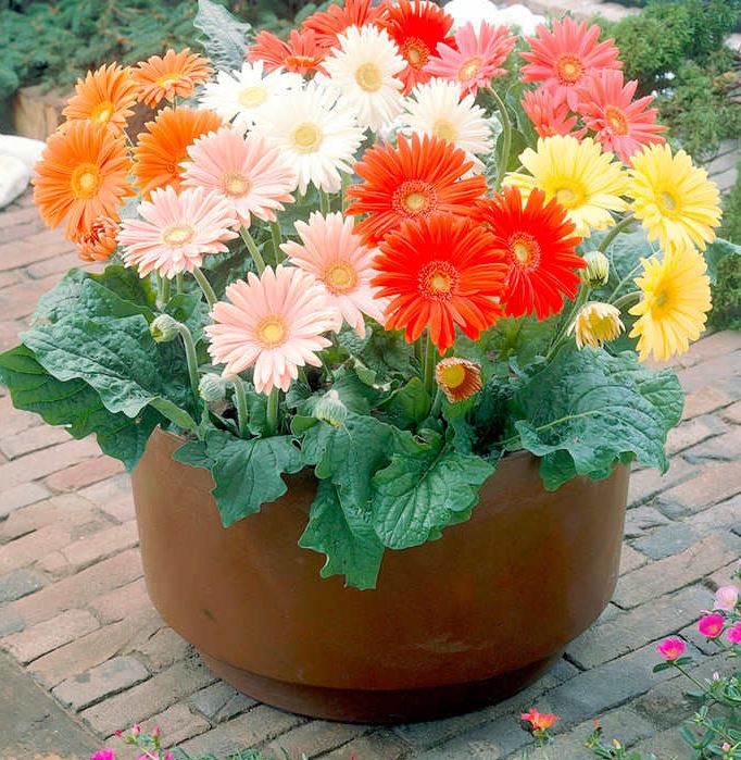 Gerbera &