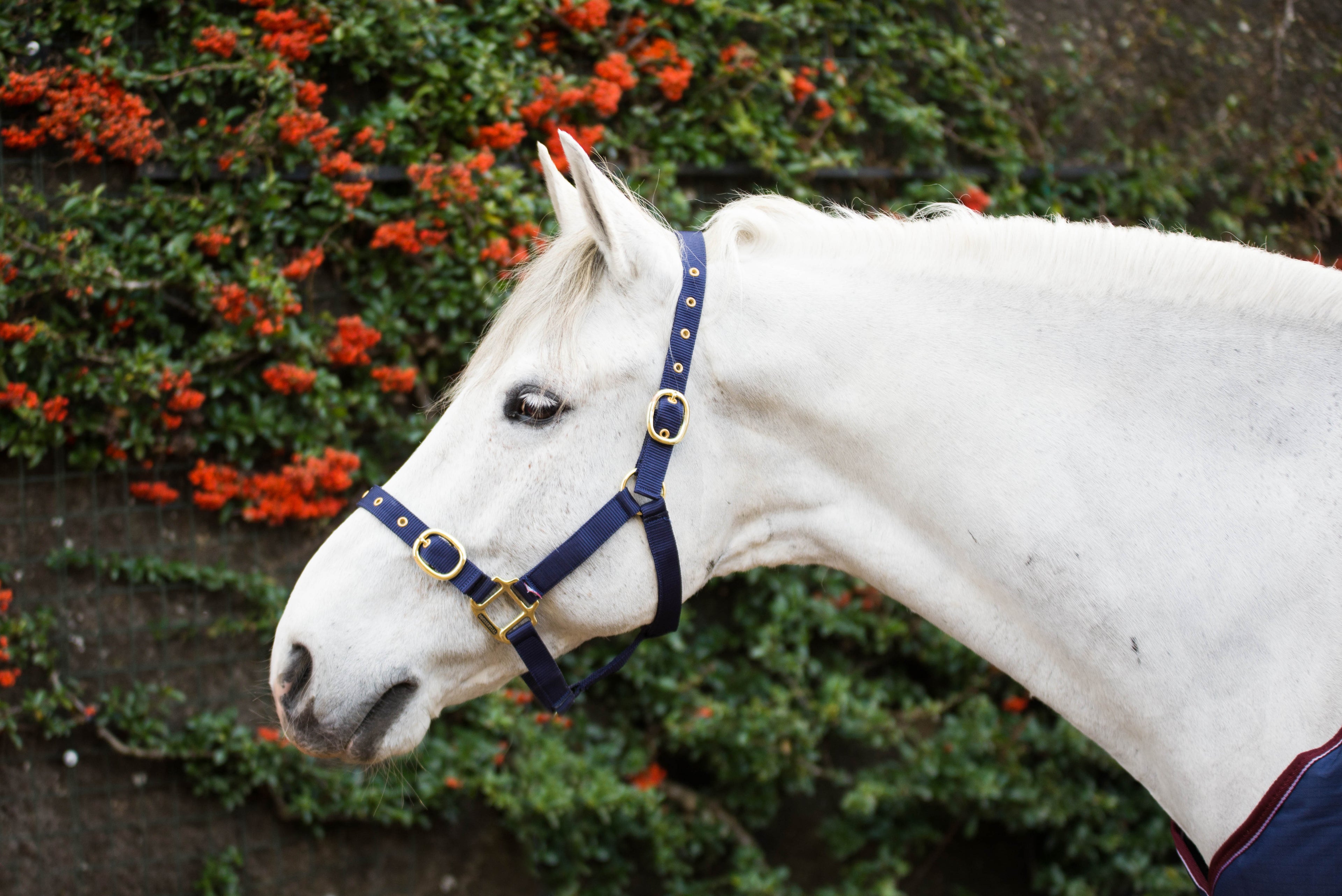 Nylon Headcollar