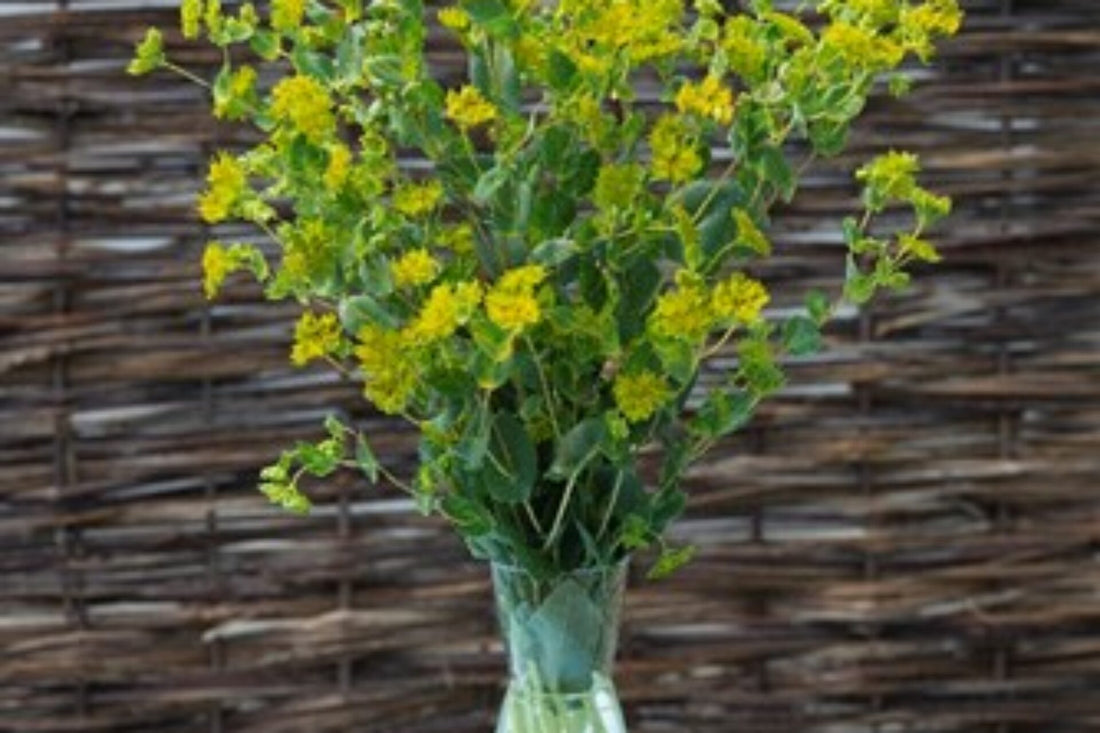 Bupleurum Rotundifolium Green Gold Flower Seeds