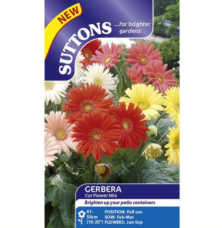 Gerbera &