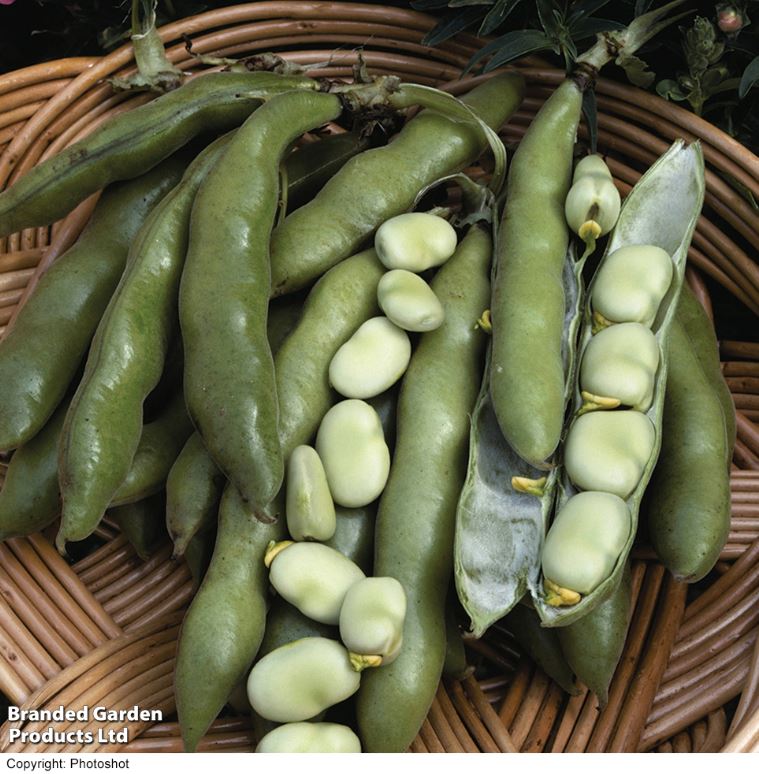 Broad Bean &