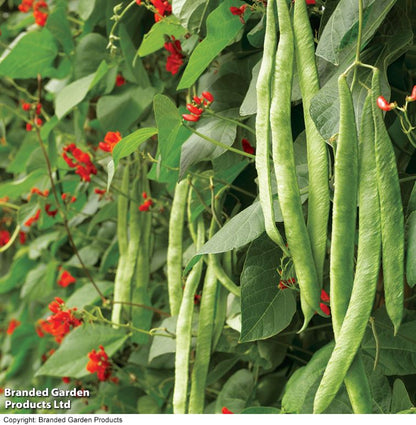 Runner Bean &