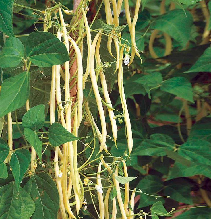 Climbing French Bean &