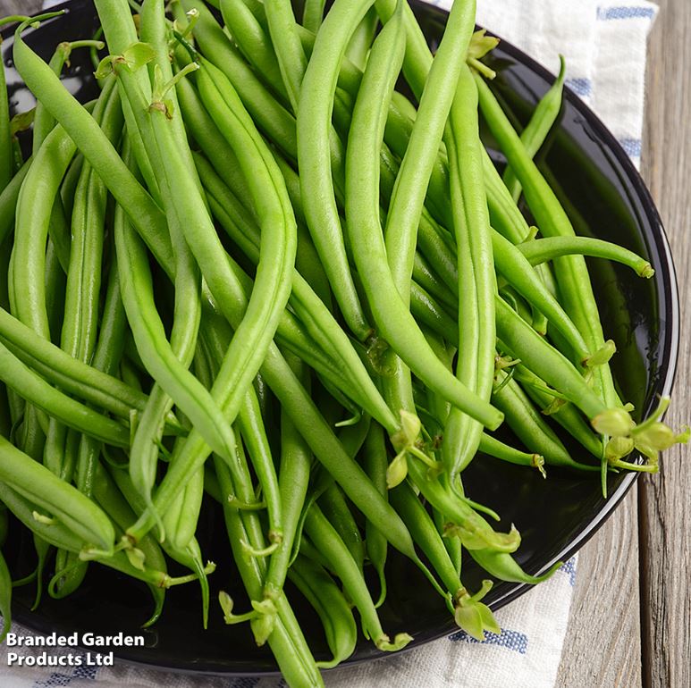 Dwarf French Bean &