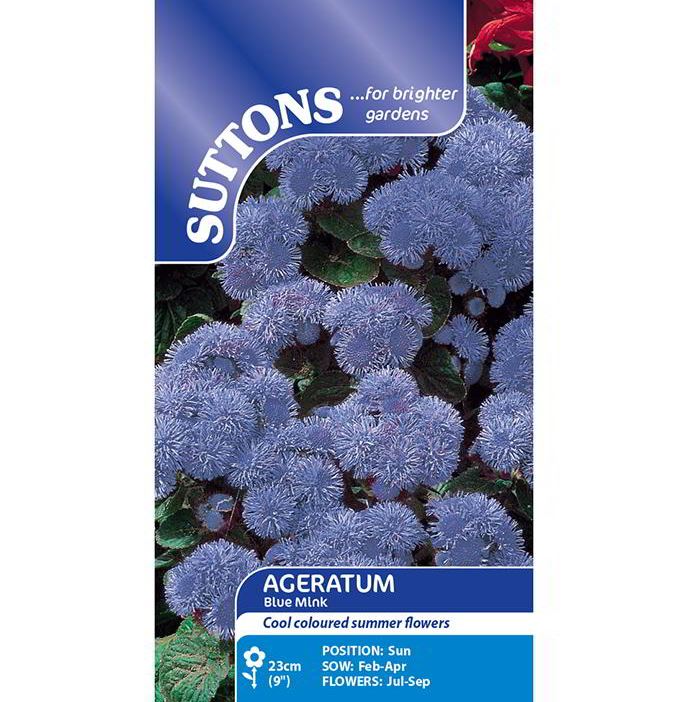 Ageratum &