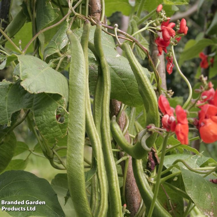 Runner Bean &