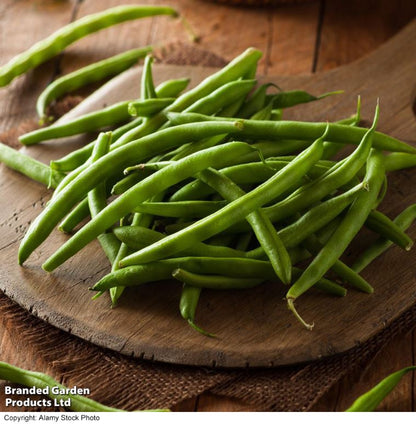 Dwarf French Bean &