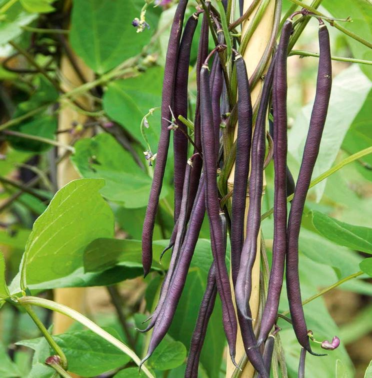 Climbing French Bean &