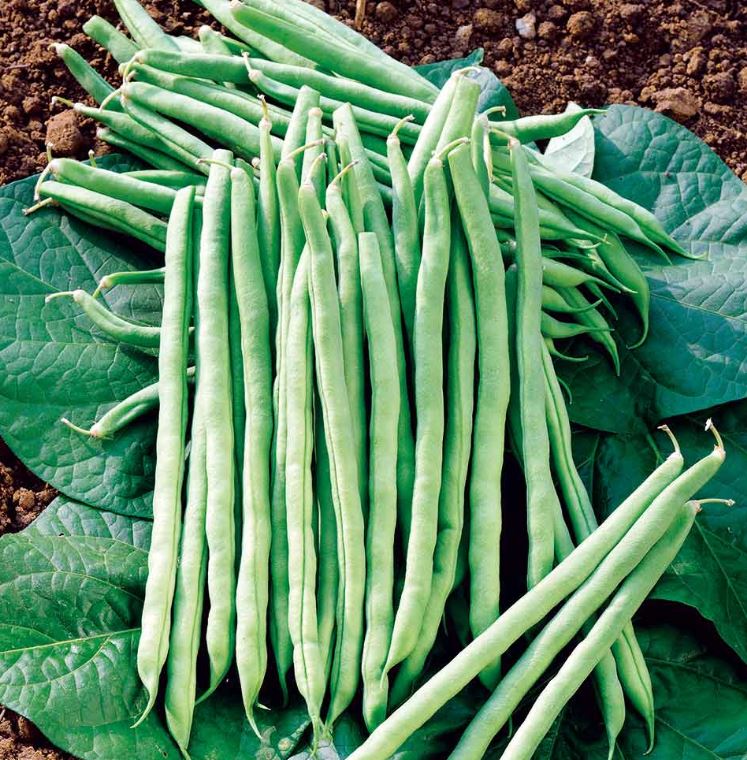 Climbing French Bean &