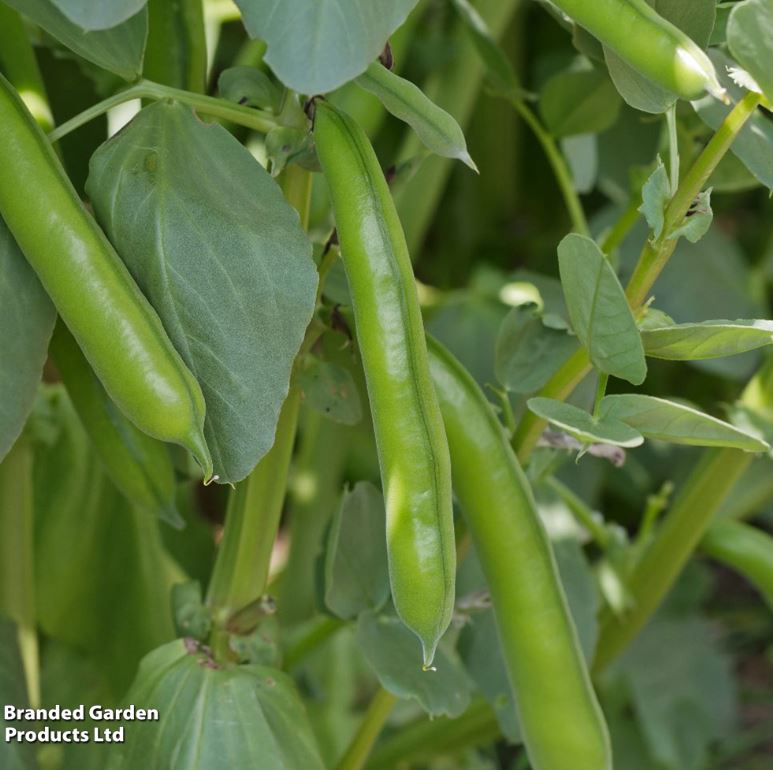 Broad Bean &