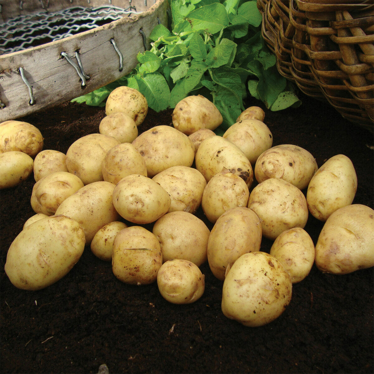 Duke of York First Early Seed Potatoes - 2kg