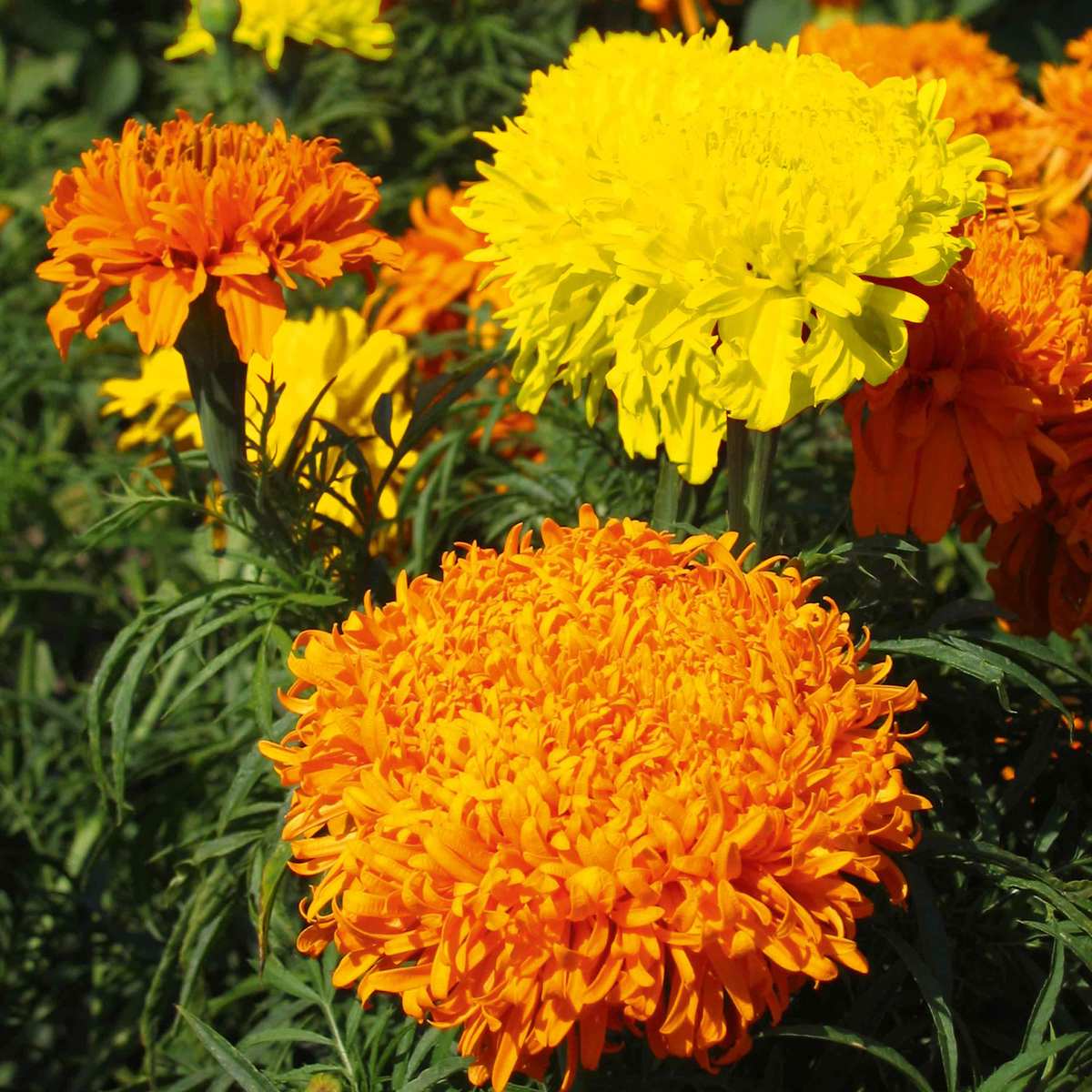 African Marigold Fantastic Mix Flower Seeds