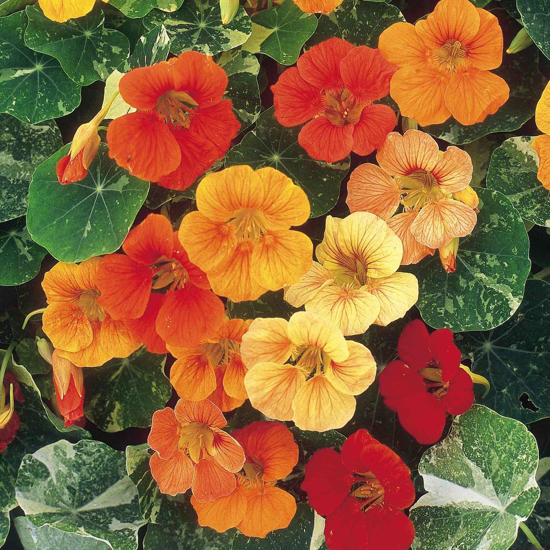 Nasturtium Tutti Frutti Mix Flower Seeds