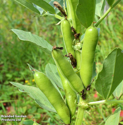 Broad Bean &