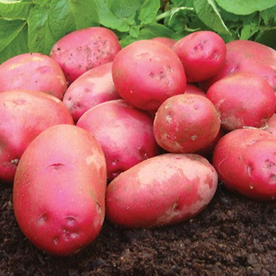 Sarpo Mira Seed Potatoes Maincrop - 2kg