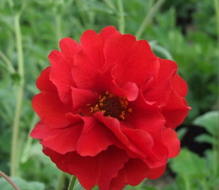 Geum Flore Plena Blazing Sunset Flower Seeds – homeland-ie