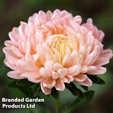 Callistephus Classic Salmon Rose Flower Seeds