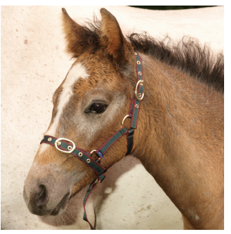 Foals Nylon Headcollar