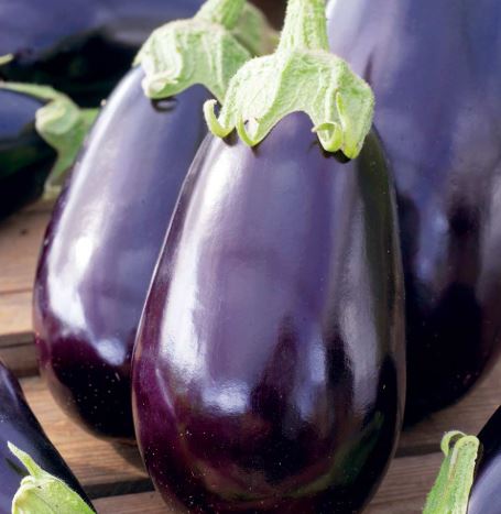 Aubergine &