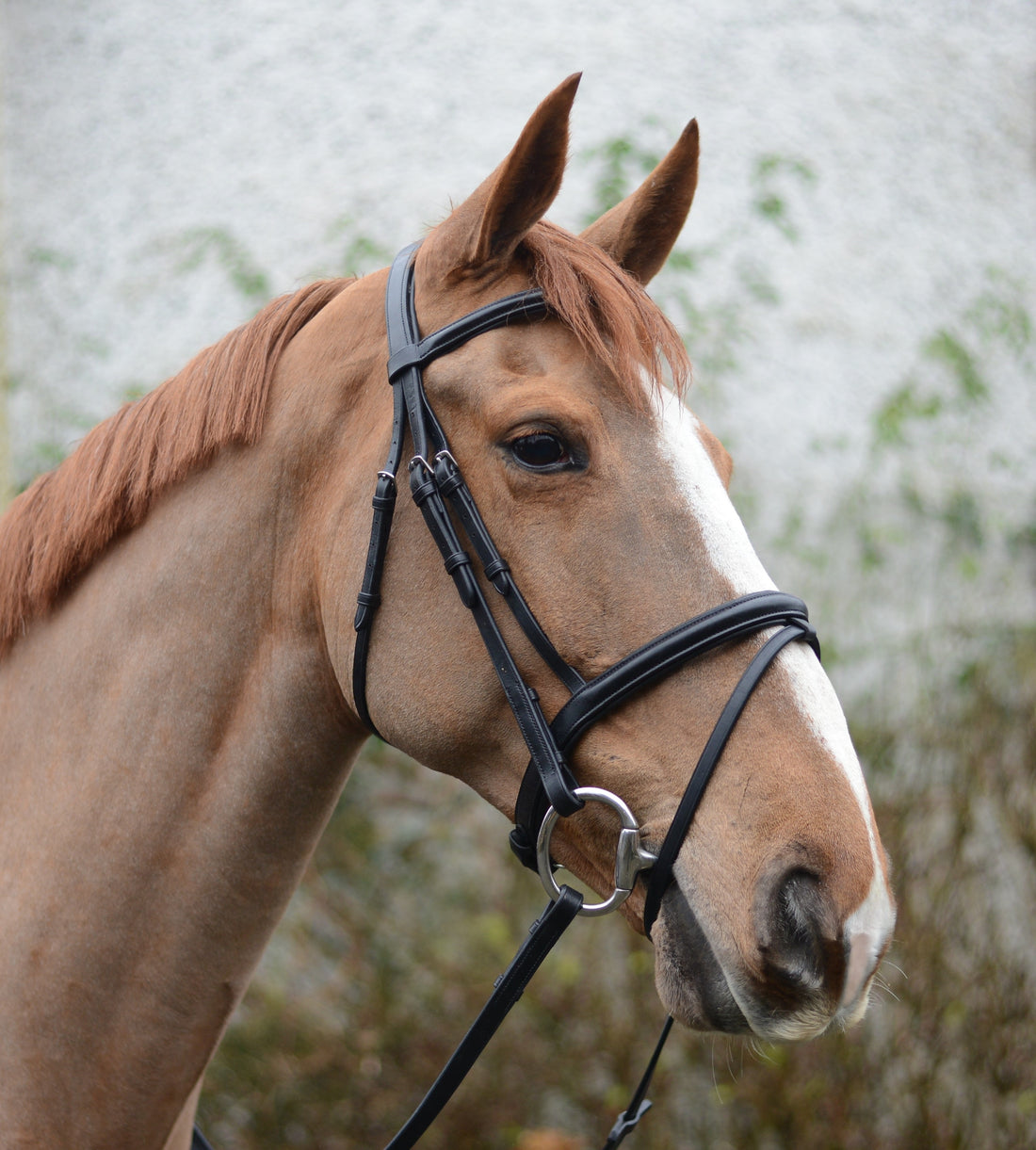 Leather Headcollar