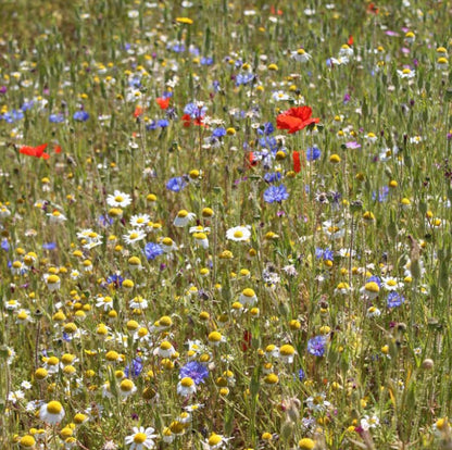 Cornfield Annuals Mix Flower Seeds