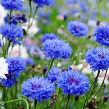 Cornflower Centaurea Cyanus Blue Boy Flower Seeds