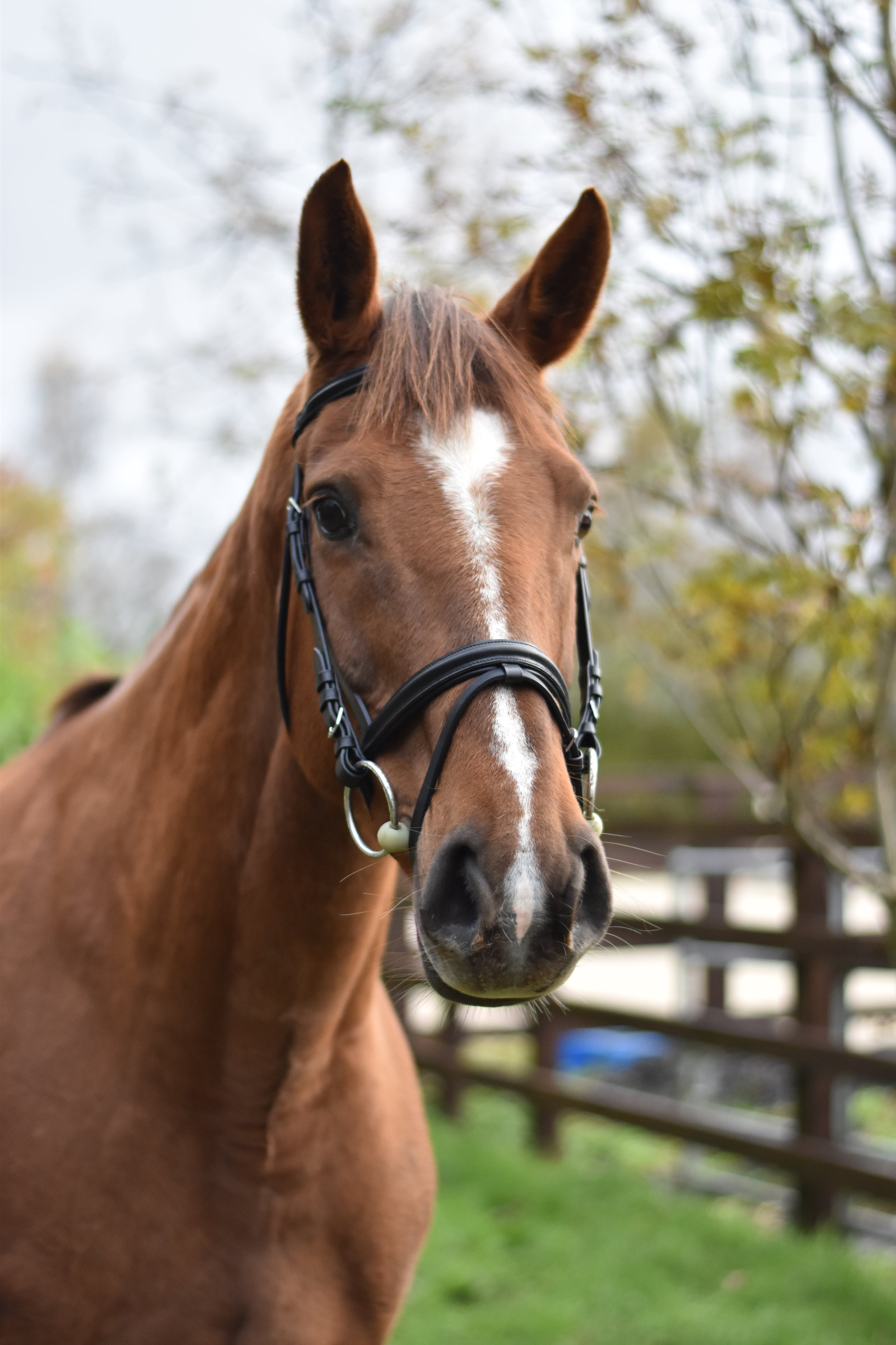 Equisential Bridle &amp; Reins