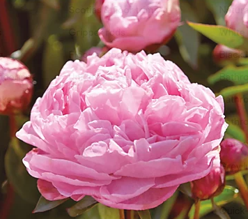 Extra Large Peony Rose