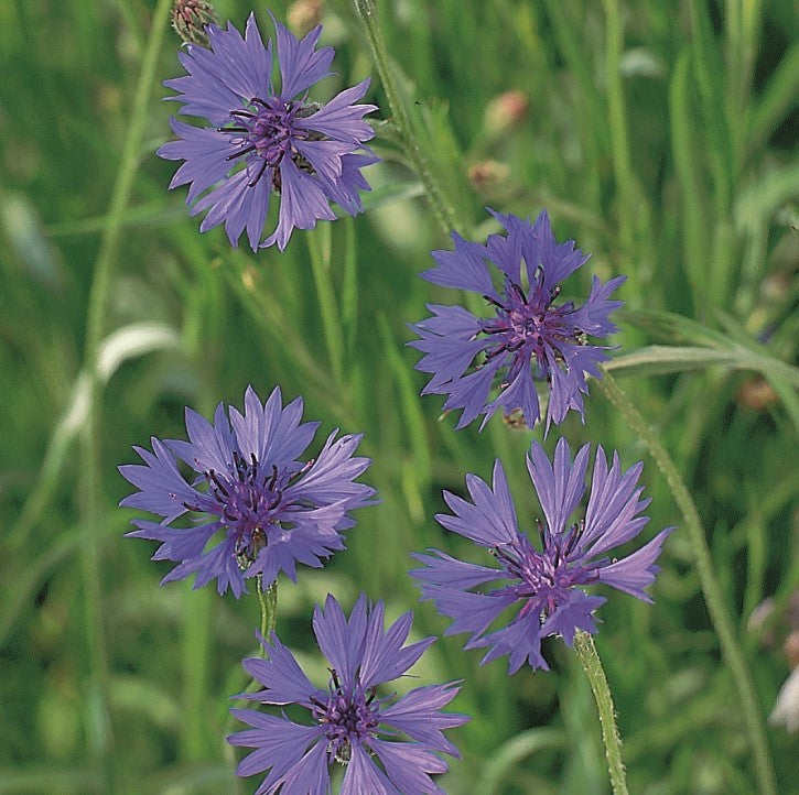 Field Cornflower Wildflower Seeds