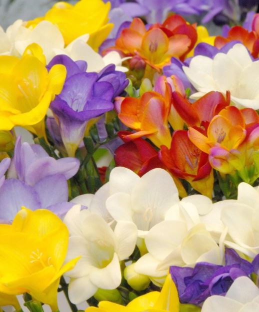 Single Freesia Mixed Flower Bulbs