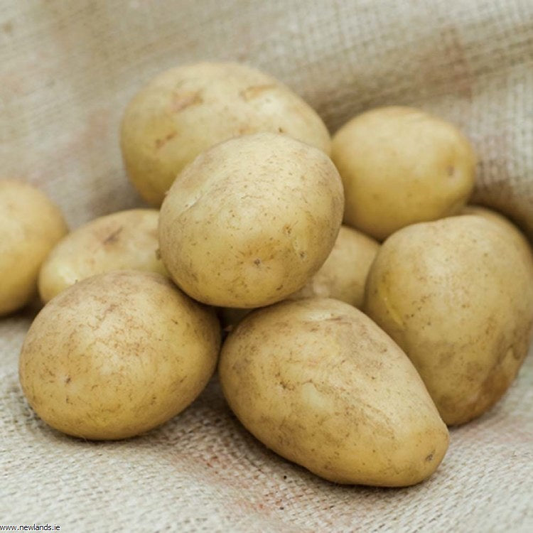 Golden Wonder Seed Potatoes Maincrop