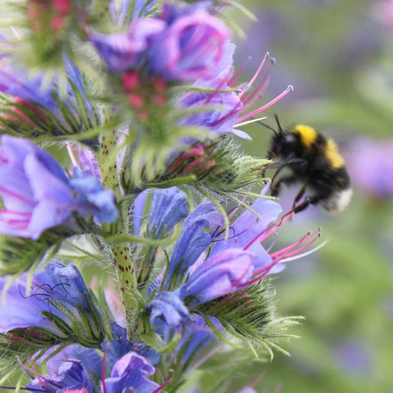 Wildflower Honey Bee Mix Flower Seeds