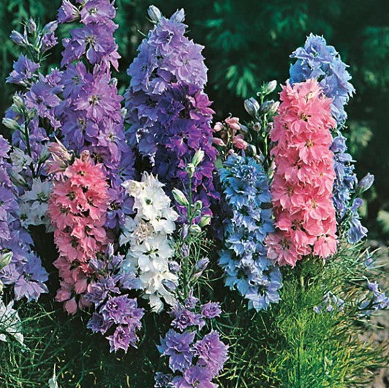 Larkspur Hyacinth Dwarf Mixed Bulbs