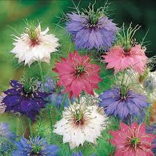 Love-In-A-Mist Nigella Persian Jewels Flower Seeds