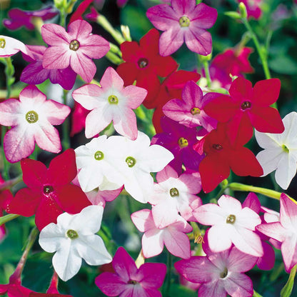 Nicotiana Perfume Mix F1 Flower Seeds