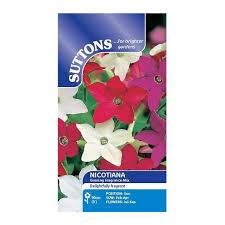 Nicotiana Evening Fragrance Mix Flower Seeds