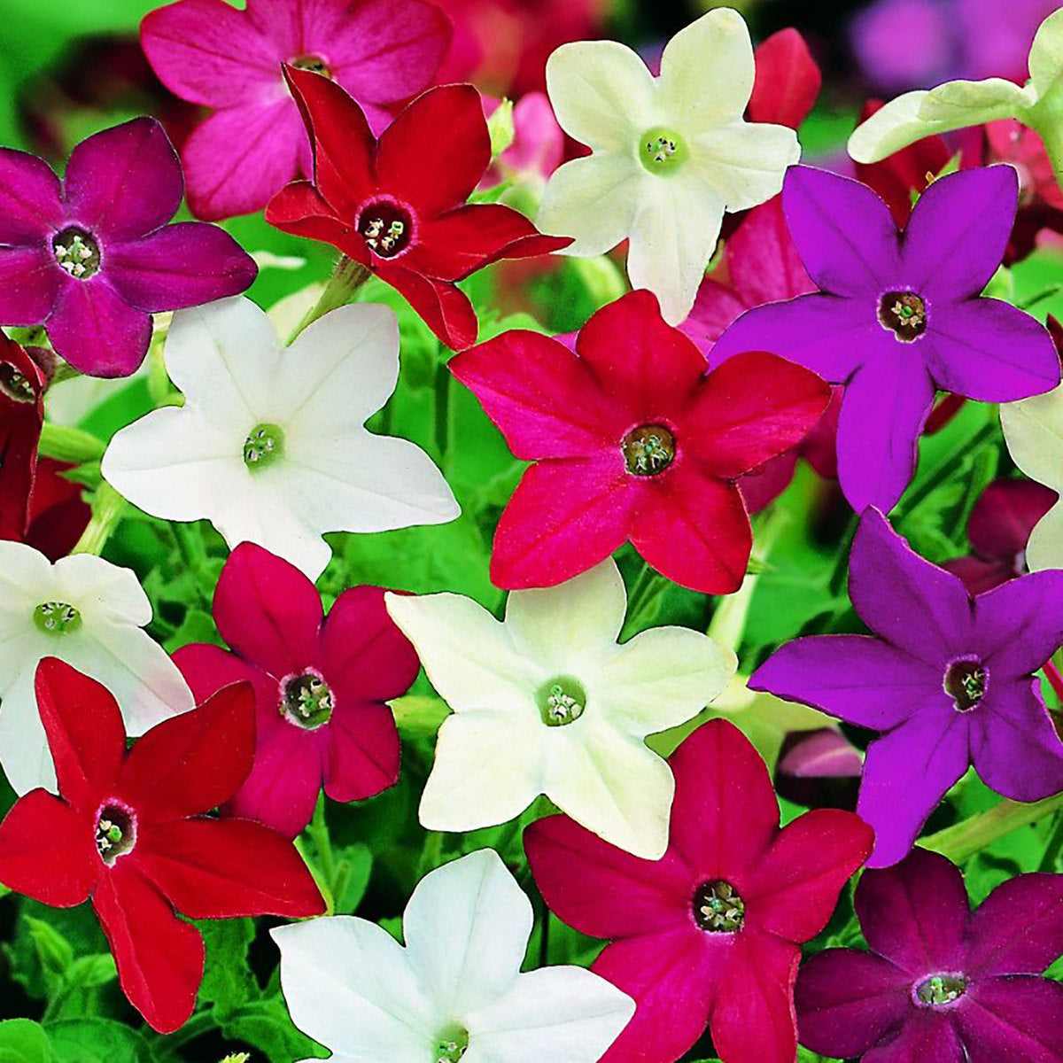 Nicotiana Evening Fragrance Mix Flower Seeds