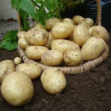 Orla First Early Seed Potatoes - 2kg