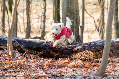 Trixie Vimy Raincoat Red