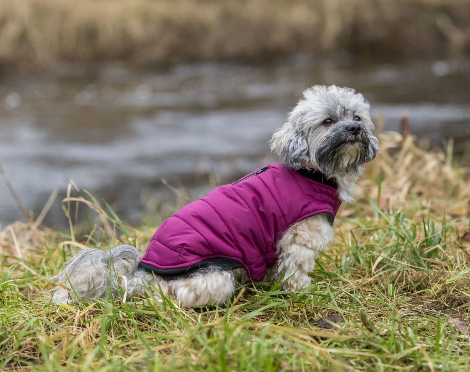 Trixie Arlay Coat  Berry