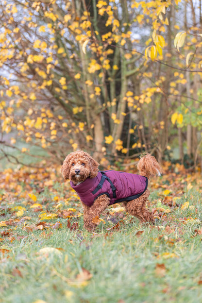 Trixie Pirou Winter Coat with Harness Sangria